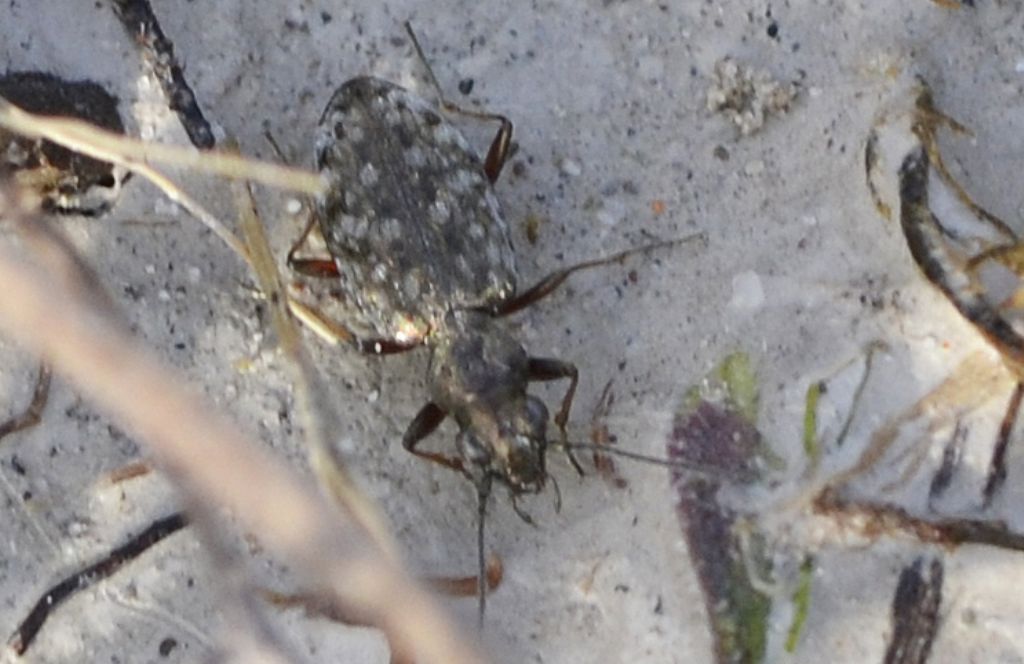 Piccolo carabide id.: Asaphidion caraboides